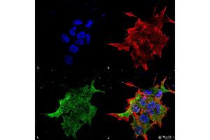 Immunocytochemistry/Immunofluorescence analysis using Mouse Anti-NALCN Monoclonal Antibody, Clone S187-7 . (NALCN 抗体  (AA 1659-1738) (Biotin))