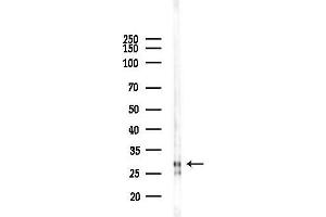 Western blot analysis of lysates from Rat testis, using PSME1 Antibody at 1/1000 dilution.