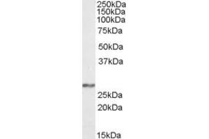 Image no. 1 for anti-NADH Dehydrogenase (Ubiquinone) Fe-S Protein 3, 30kDa (NADH-Coenzyme Q Reductase) (NDUFS3) (AA 42-56) antibody (ABIN462696) (NDUFS3 抗体  (AA 42-56))