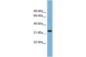Human OVCAR-3; WB Suggested Anti-OR6C68 Antibody Titration: 0. (OR6C68 抗体  (N-Term))