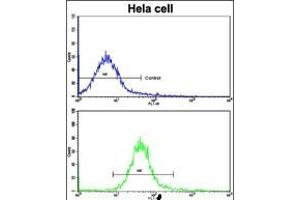 Flow cytometric analysis of hela cells using Nanos Homologue 1 (NANOS1) Antibody (C-term)(bottom histogram) compared to a negative control cell (top histogram). (Nanos Homolog 1 抗体  (C-Term))