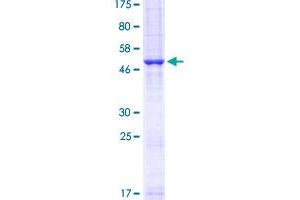 Image no. 1 for CD80 (CD80) (AA 35-288) protein (GST tag) (ABIN1348708)