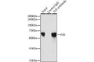 Immunoprecipitation (IP) image for anti-Fused in Sarcoma (FUS) (AA 297-526) antibody (ABIN6140818)