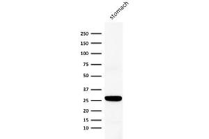 Western Blot Analysis of human stomach lysate using Connexin 32 Mouse Monoclonal Antibody (Clone M12. (GJB1 抗体)