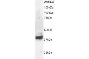 Western Blotting (WB) image for Septin 3 (SEPT3) peptide (ABIN370446) (Septin 3 (SEPT3) Peptide)