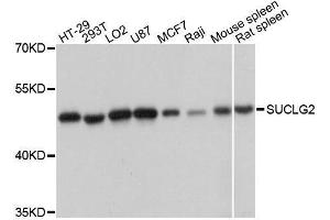 Western blot analysis of extracts of various cell lines, using SUCLG2 antibody (ABIN5996555) at 1:3000 dilution.