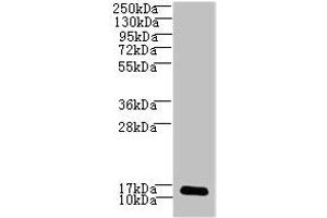 Western blot All lanes: LSM7 antibody at 3 μg/mL + HepG2 whole cell lysate Secondary Goat polyclonal to rabbit IgG at 1/10000 dilution Predicted band size: 12 kDa Observed band size: 12 kDa (LSM7 抗体  (AA 2-103))