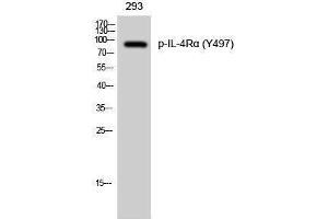 Western Blotting (WB) image for anti-Interleukin 4 Receptor (IL4R) (pTyr497) antibody (ABIN3182448) (IL4 Receptor 抗体  (pTyr497))