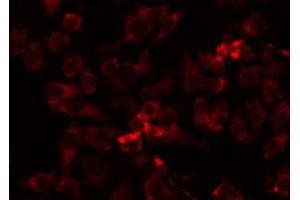 ABIN6274741 staining HepG2 by IF/ICC. (MRPL41 抗体  (C-Term))