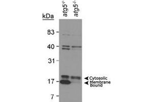 Western blot analysis of MAP1LC3A in mouse ES cell lysates using MAP1LC3A polyclonal antibody . (MAP1LC3A 抗体  (AA 1-100))