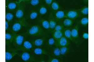 IF analysis of S100A10 using anti-S100A10 antibody (ABIN5692833). (S100A10 抗体  (AA 4-94))