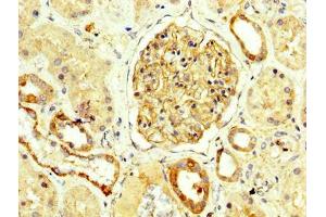 IHC image of ABIN7161148 diluted at 1:250 and staining in paraffin-embedded human kidney tissue performed on a Leica BondTM system. (Nephrin 抗体  (AA 23-257))