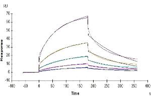Surface Plasmon Resonance (SPR) image for Colony Stimulating Factor 1 Receptor (CSF1R) (AA 20-511) protein (His tag) (ABIN7274430)