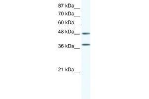 WB Suggested Anti-MAPK14 Antibody   Titration: 0. (MAPK14 抗体  (C-Term))