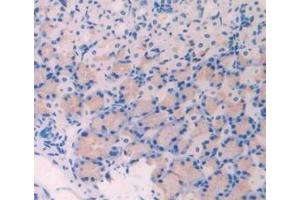 Detection of LOX in Mouse Stomach Tissue using Polyclonal Antibody to Lysyl Oxidase (LOX) (LOX 抗体  (AA 207-411))