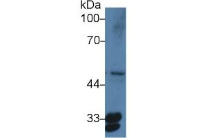 Western Blot; Sample: Human HepG2 cell lysate; ;Primary Ab: 3µg/ml Rabbit Anti-Human PTGES2 Antibody;Second Ab: 0. (PTGES2 抗体  (AA 145-357))