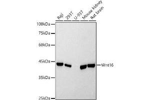 Western blot analysis of extracts of various cell lines, using Wnt16 antibody (ABIN7271376) at 1:500 dilution. (WNT16 抗体)