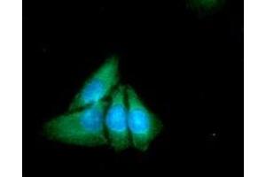 CC/IF analysis of XPNPEP1 in HeLa cell line, staining at 2-5ug for 1x106cells (red line). (XPNPEP1 抗体)