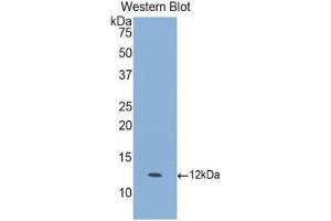 Western Blotting (WB) image for anti-Granulocyte Chemotactic Protein 2 (GCP2) (AA 40-114) antibody (ABIN1078091) (GCP2 抗体  (AA 40-114))