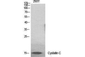 Western Blot (WB) analysis of specific cells using Cystatin C Polyclonal Antibody. (CST3 抗体  (Internal Region))
