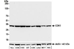 Western Blotting (WB) image for anti-Cyclin-Dependent Kinase 1 (CDK1) (AA 1-50) antibody (ABIN7454007)