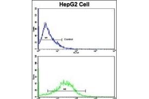 Flow cytometric analysis of HepG2 cells using CD49e Antibody (C-term)(bottom histogram) compared to a negative control cell (top histogram). (ITGA5 抗体  (C-Term))