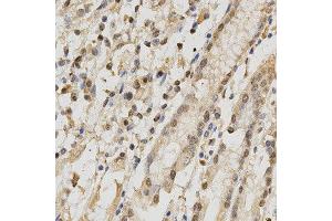 Immunohistochemistry of paraffin-embedded human stomach using NeuN antibody at dilution of 1:200 (x400 lens).