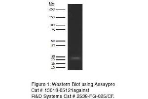 Western Blotting (WB) image for anti-Fibroblast Growth Factor 21 (FGF21) antibody (Biotin) (ABIN613105) (FGF21 抗体  (Biotin))