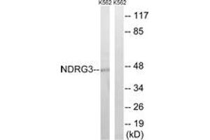 Western blot analysis of extracts from K562 cells, using NDRG3 Antibody.