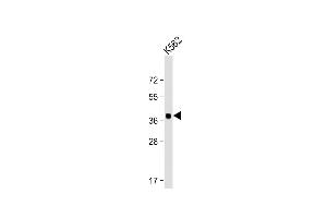 Anti-YOD1 Antibody (C-term) at 1:2000 dilution + K562 whole cell lysate Lysates/proteins at 20 μg per lane. (YOD1 抗体  (C-Term))