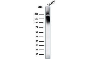 Western Blot Analysis of human spleen tissue lysates using CD45 Monoclonal Antibody (SPM569+SPM570). (CD45 抗体)