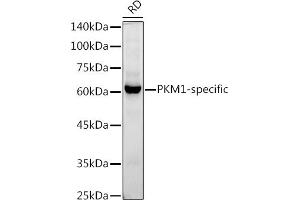 Western blot analysis of extracts of RD cells, using PKM1-specific antibody (ABIN7269382) at 1:1000 dilution. (PKM1 抗体)