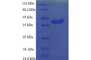 MRPL55 Protein (AA 34-128) (GST tag)