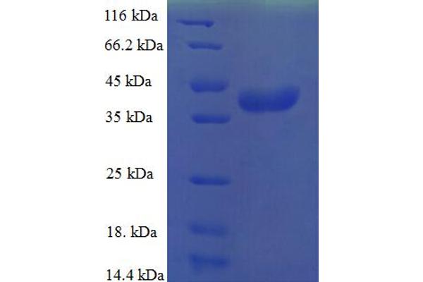 MRPL55 Protein (AA 34-128) (GST tag)