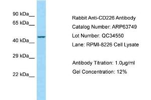 Western Blotting (WB) image for anti-CD226 (CD226) (C-Term) antibody (ABIN970330) (CD226 抗体  (C-Term))