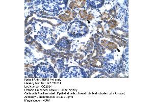Human kidney (C4BPB 抗体  (N-Term))