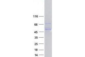 Western Blotting (WB) image for Protein Phosphatase 2, Regulatory Subunit B', gamma (PPP2R5C) (Transcript Variant 1) protein (Myc-DYKDDDDK Tag) (ABIN2729493)