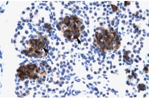 Human Pancreas; ZNF21 antibody - middle region in Human Pancreas cells using Immunohistochemistry (ZNF182 抗体  (Middle Region))