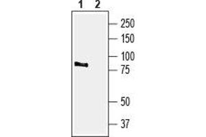 Western blot analysis of rat brain membranes: - 1. (TRPV4 抗体  (C-Term, Intracellular))