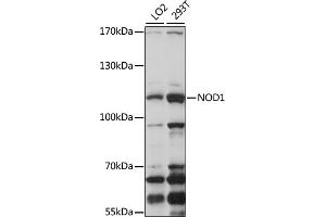 Western blot analysis of extracts of various cell lines, using NOD1 antibody (ABIN3021837, ABIN3021838, ABIN3021839 and ABIN6216095) at 1:1000 dilution. (NOD1 抗体  (AA 1-270))