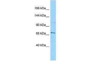 Host: Rabbit Target Name: SEC31B Sample Type: HepG2 Whole Cell lysates Antibody Dilution: 1. (SEC31B 抗体  (Middle Region))