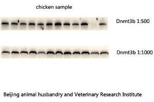Western Blot (WB) analysis: Please contact us for more details. (DNMT3B 抗体  (N-Term))