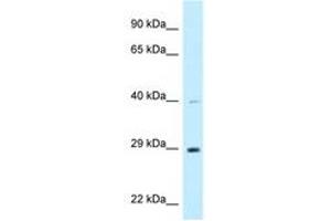 Image no. 1 for anti-DnaJ (Hsp40) Homolog, Subfamily C, Member 9 (DNAJC9) (AA 182-231) antibody (ABIN6747791) (DNAJC9 抗体  (AA 182-231))