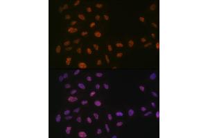 Immunofluorescence analysis of U-2 OS cells using PRPF8 Rabbit mAb (ABIN7269737) at dilution of 1:100 (40x lens). (PRPF8 抗体)