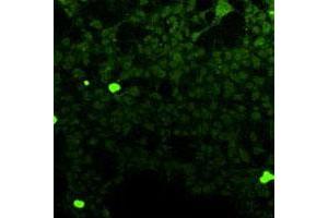 Immunofluorescence analysis of HEK 293T cells overexpressing human FFAR1, using Ffar1 monoclonal antibody, clone G16  . (FFAR1 抗体)