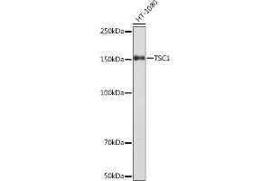 Western blot analysis of extracts of HT-1080 cells, using TSC1 Rabbit mAb (ABIN1678705, ABIN7101763, ABIN7101764 and ABIN7101765) at 1:1000 dilution. (TSC1 抗体)
