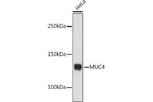 Western blot analysis of extracts of HeLa cells, using MUC4 antibody (ABIN7268692) at 1:1000 dilution. (MUC4 抗体)