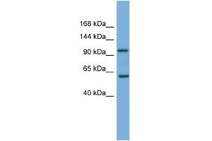 WB Suggested Anti-PI4KB Antibody Titration: 0.