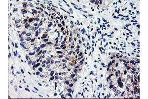 Image no. 2 for anti-X-Prolyl Aminopeptidase (Aminopeptidase P) 3, Putative (XPNPEP3) antibody (ABIN1501765) (XPNPEP3 抗体)