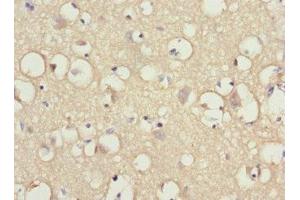 Immunohistochemistry of paraffin-embedded human brain tissue using ABIN7156711 at dilution of 1:100 (IFRD1 抗体  (AA 1-240))